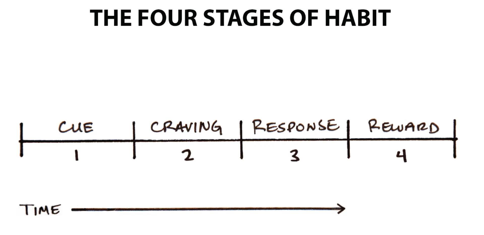 The process of building a habit can be divided into four simple steps: cue, craving, response, and reward